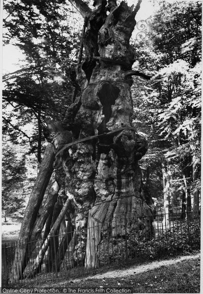 Photo of Sevenoaks, Oldest Oak In England, Knole Park  1895