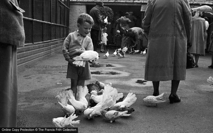 Photo of Sewerby, Sewerby Hall, Aviary 1951
