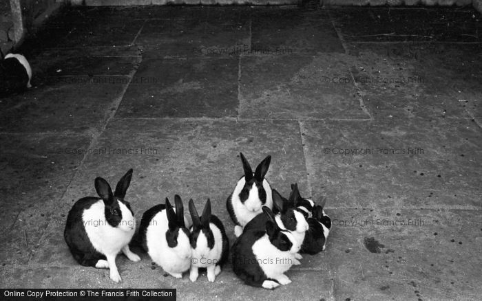 Photo of Sewerby, Sewerby Hall Zoo, Dutch Rabbits 1951