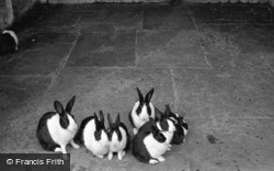 Sewerby Hall Zoo, Dutch Rabbits 1951, Sewerby