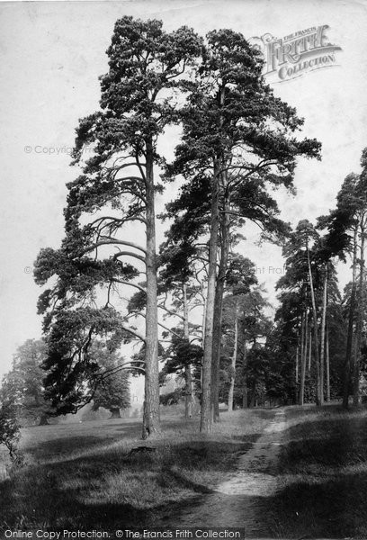 Photo of Shalford, Firs In Shalford Park 1909