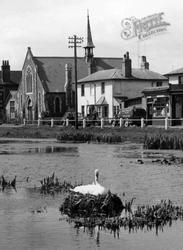 Swan's Nest On Village Pond c.1955, Shalford
