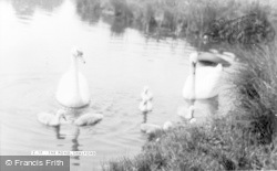 The Pond c.1955, Shalford