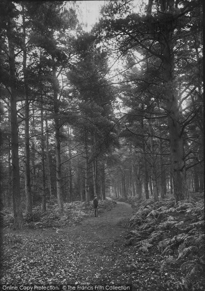 Photo of Shamley Green, Thro' The Woods 1906