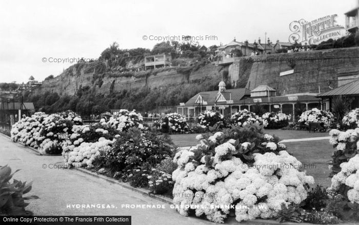 Photo of Shanklin, Hydrangeas, Promenade Gardens c.1935