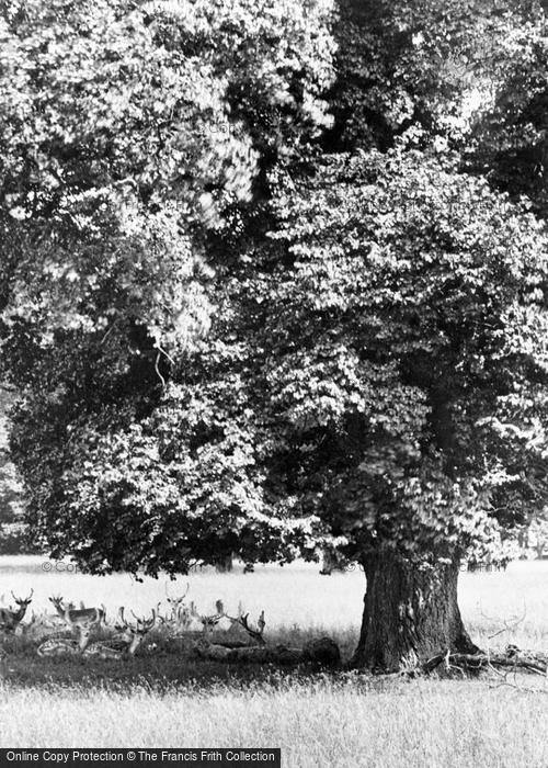 Photo of Shapwick, Hackwood Park, Deer 1904
