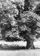 Hackwood Park, Deer 1904, Shapwick