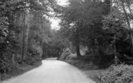Black Dog Wood c.1955, Sharpthorne