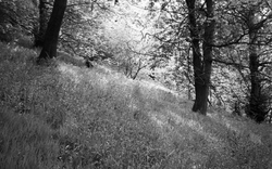 Bluebells In Ladies Spring Wood, Sheaf Valley 2005, Sheffield
