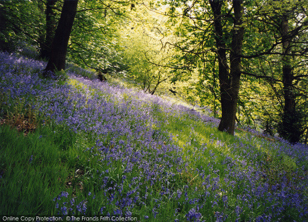 Photo of Sheffield, Bluebells In Ladies Spring Wood, Sheaf Valley 2005