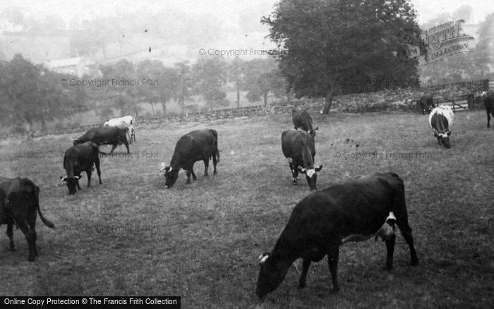 Photo of Sheffield, Cows At Millhouses 1870