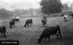 Cows At Millhouses 1870, Sheffield