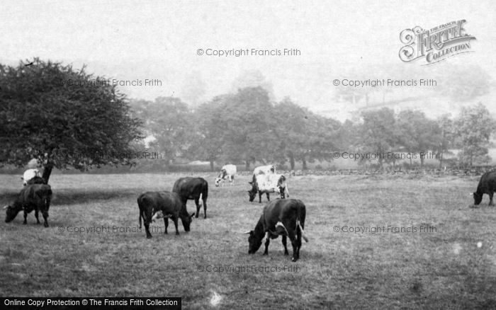 Photo of Sheffield, Cows On The Outskirts 1870