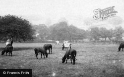 Cows On The Outskirts 1870, Sheffield