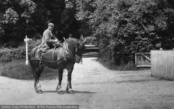 Photo of Shere, Cart Horse 1904