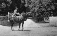 Cart Horse 1904, Shere