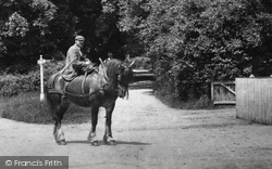 Cart Horse 1904, Shere