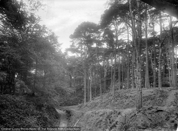 Photo of Shere, Firs 1924