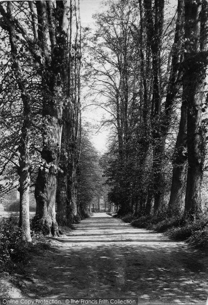 Photo of Shere, Lime Tree Avenue 1909