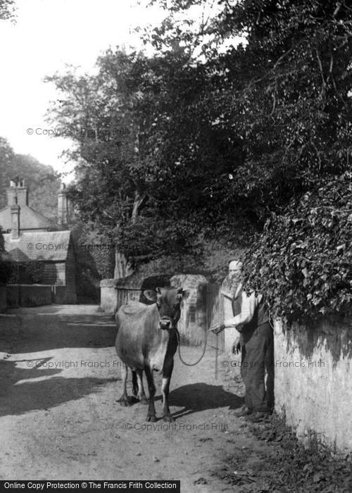 Photo of Shere, Man Leading A Cow 1904