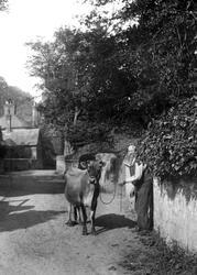 Man Leading A Cow 1904, Shere