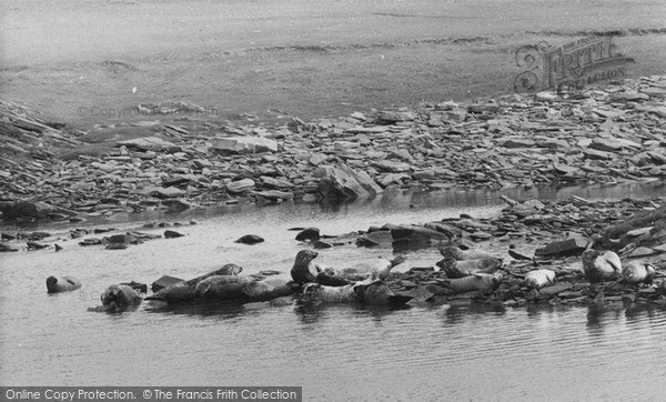 Photo of Shetland, Seals c.1960