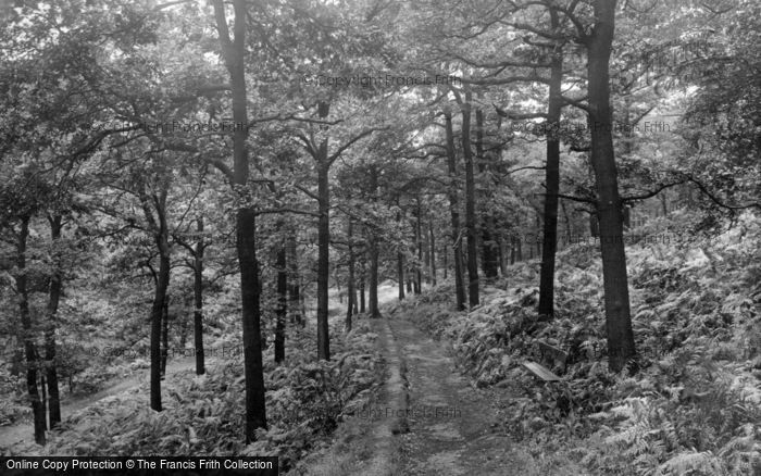Photo of Shipley, The Glen, North Cliff Woods, Oak Grove 1921