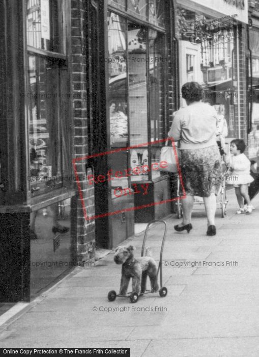 Photo of Sidcup, Toy Dog c.1965