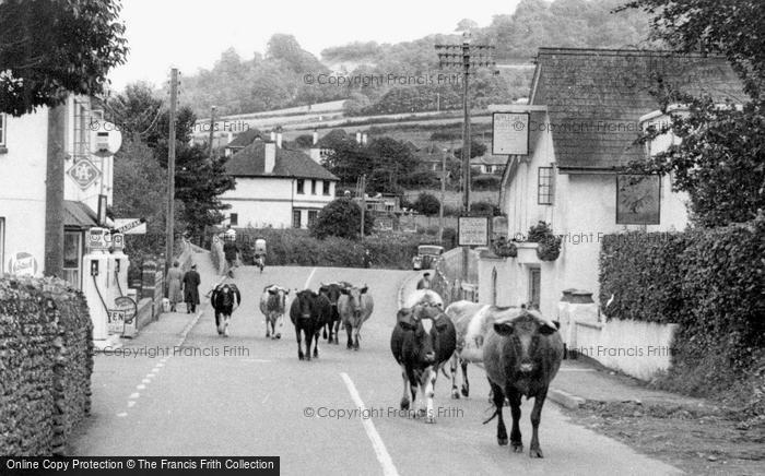 Photo of Sidford, Cows In Church Street c.1955