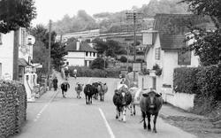 Cows In Church Street c.1955, Sidford