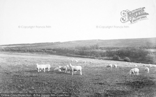 Photo of Simonsbath, Moorland Sheep 1907