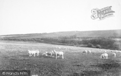 Moorland Sheep 1907, Simonsbath