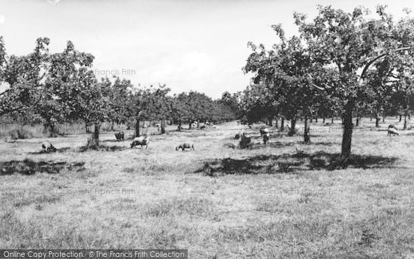 Photo of Sittingbourne, Apple Orchards c.1965