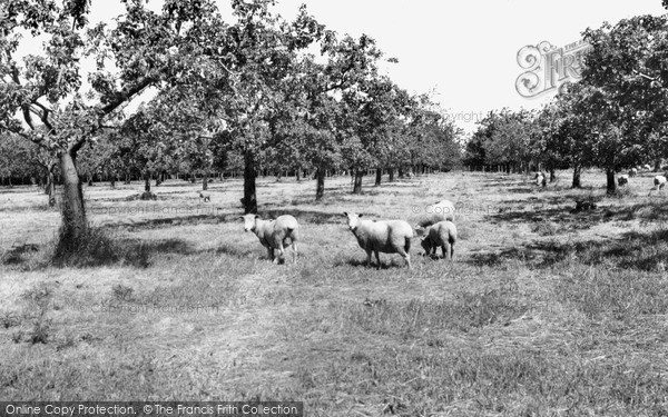Photo of Sittingbourne, Apple Orchards c.1965