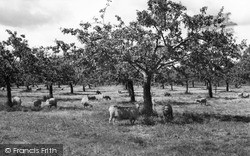 Apple Orchards c.1965, Sittingbourne