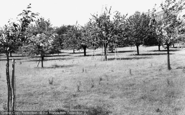 Photo of Sittingbourne, Cherry Orchards c.1965