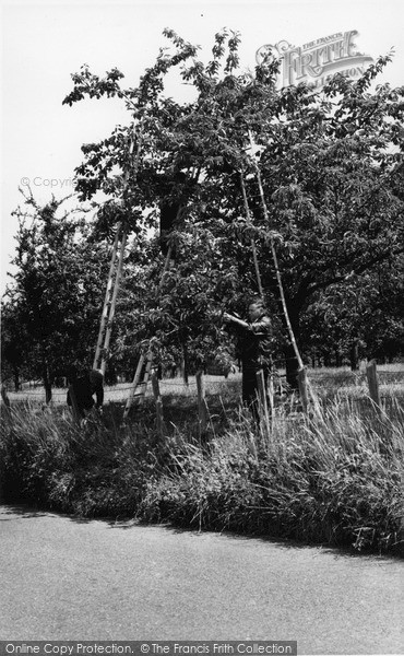 Photo of Sittingbourne, Cherry Picking c.1965