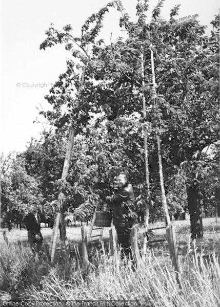 Photo of Sittingbourne, Cherry Picking c.1965