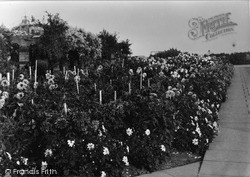 Rose Garden c.1955, Skegness