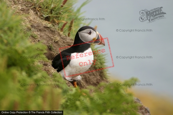 Photo of Skomer, Puffin 2007