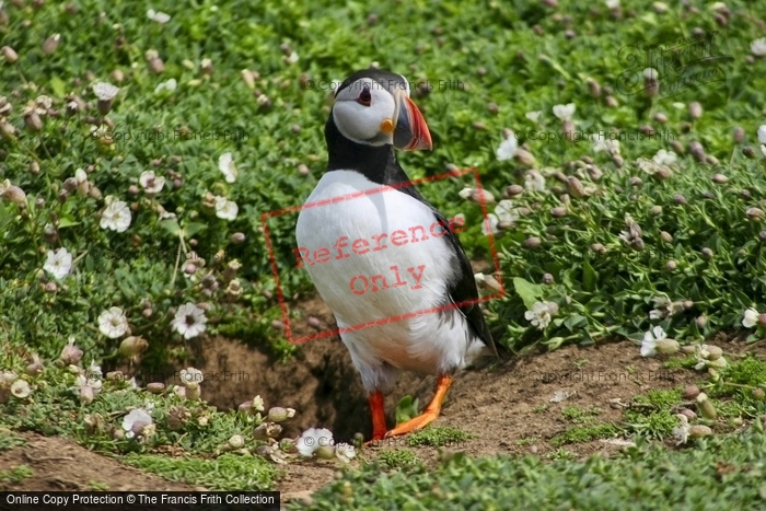 Photo of Skomer, Puffin 2007