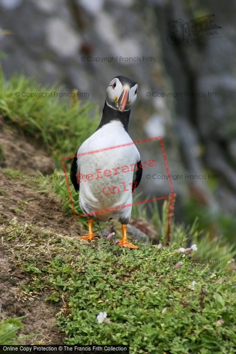 Photo of Skomer, Puffin 2007