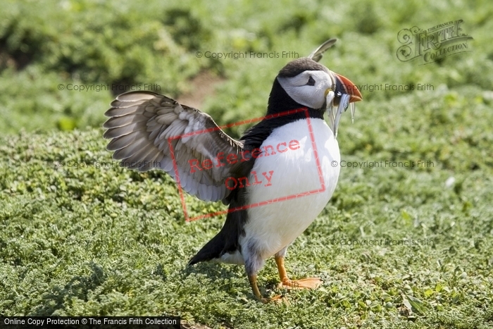 Photo of Skomer, Puffin With Fish 2007