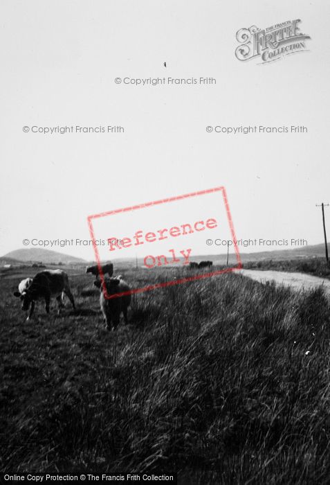 Photo of Skye, Cattle c.1935