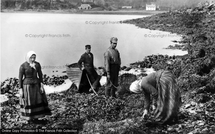 Photo of Skye, Collecting Seaweed c.1890