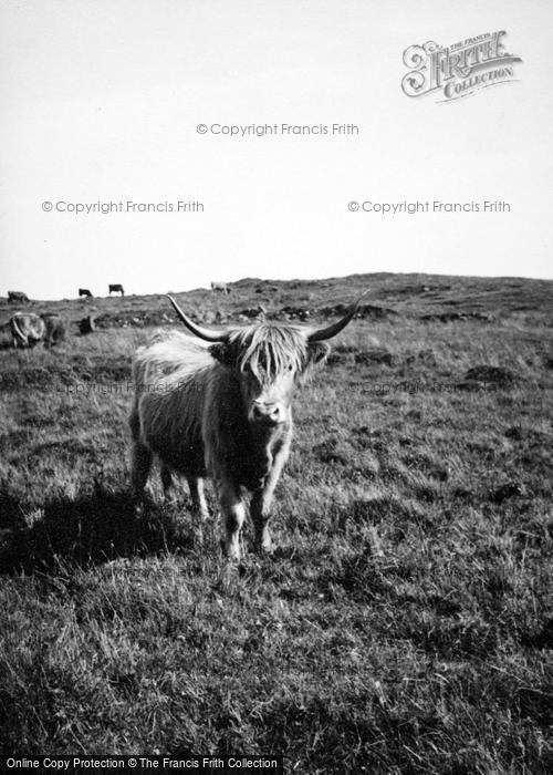 Photo of Skye, Highland Cattle c.1935