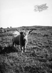 Skye, Highland Cattle c.1935, Isle Of Skye