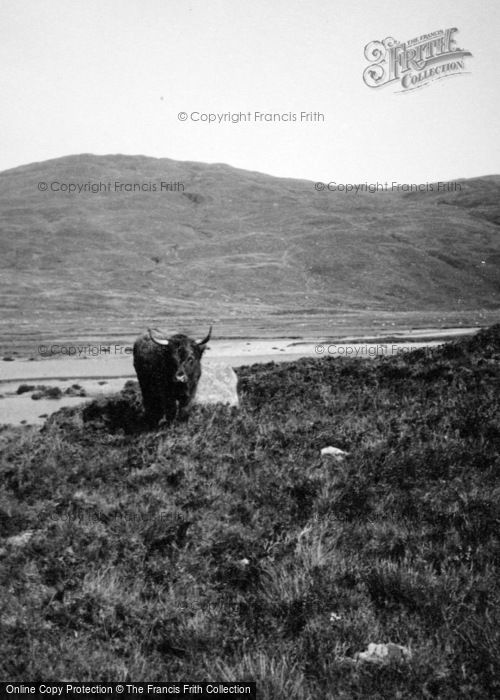 Photo of Skye, Highland Cow c.1935