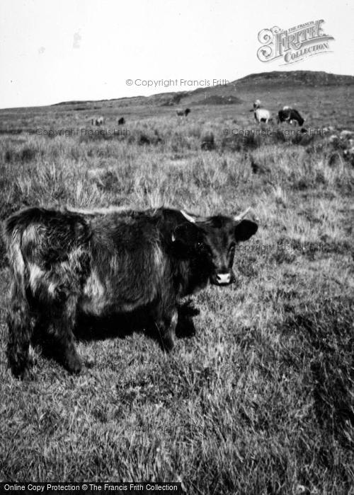 Photo of Skye, Highland Cow c.1935