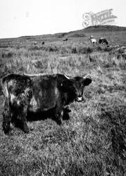 Skye, Highland Cow c.1935, Isle Of Skye